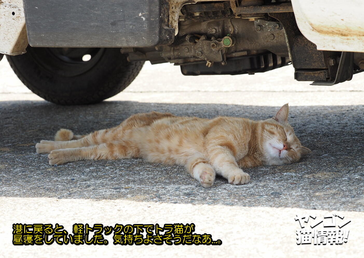 猫旅_第1回_福岡県相島_ver2.0_012