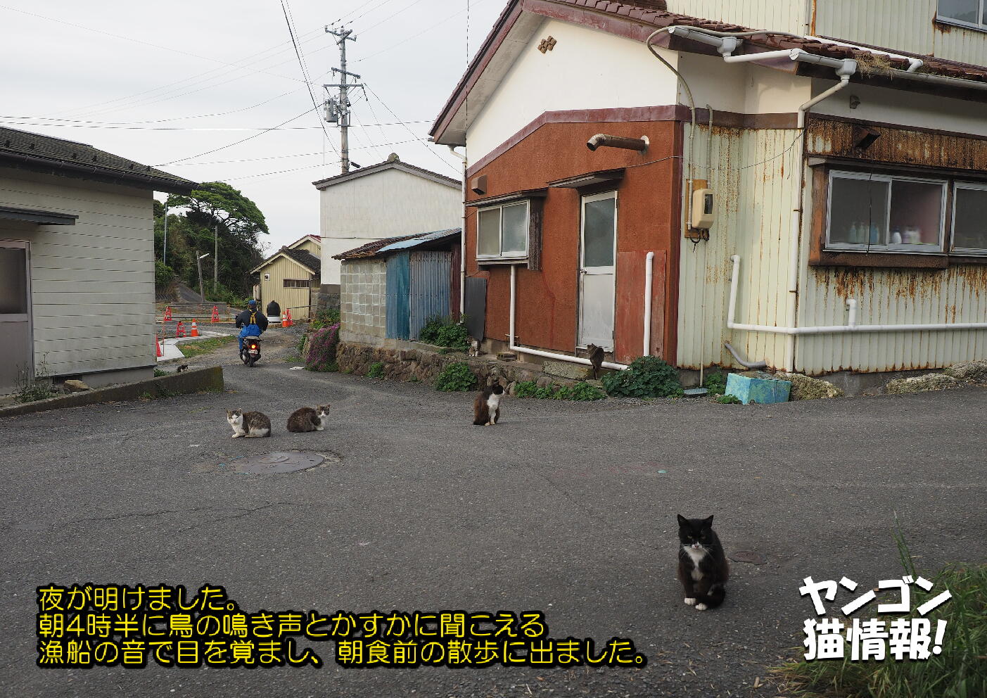 猫旅_第2回_宮城県田代島・網地島_ver2.0_036