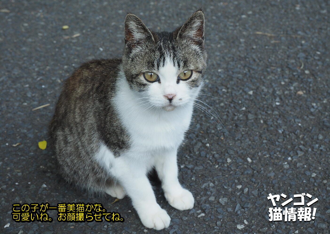 猫旅_第2回_宮城県田代島・網地島_ver2.0_029