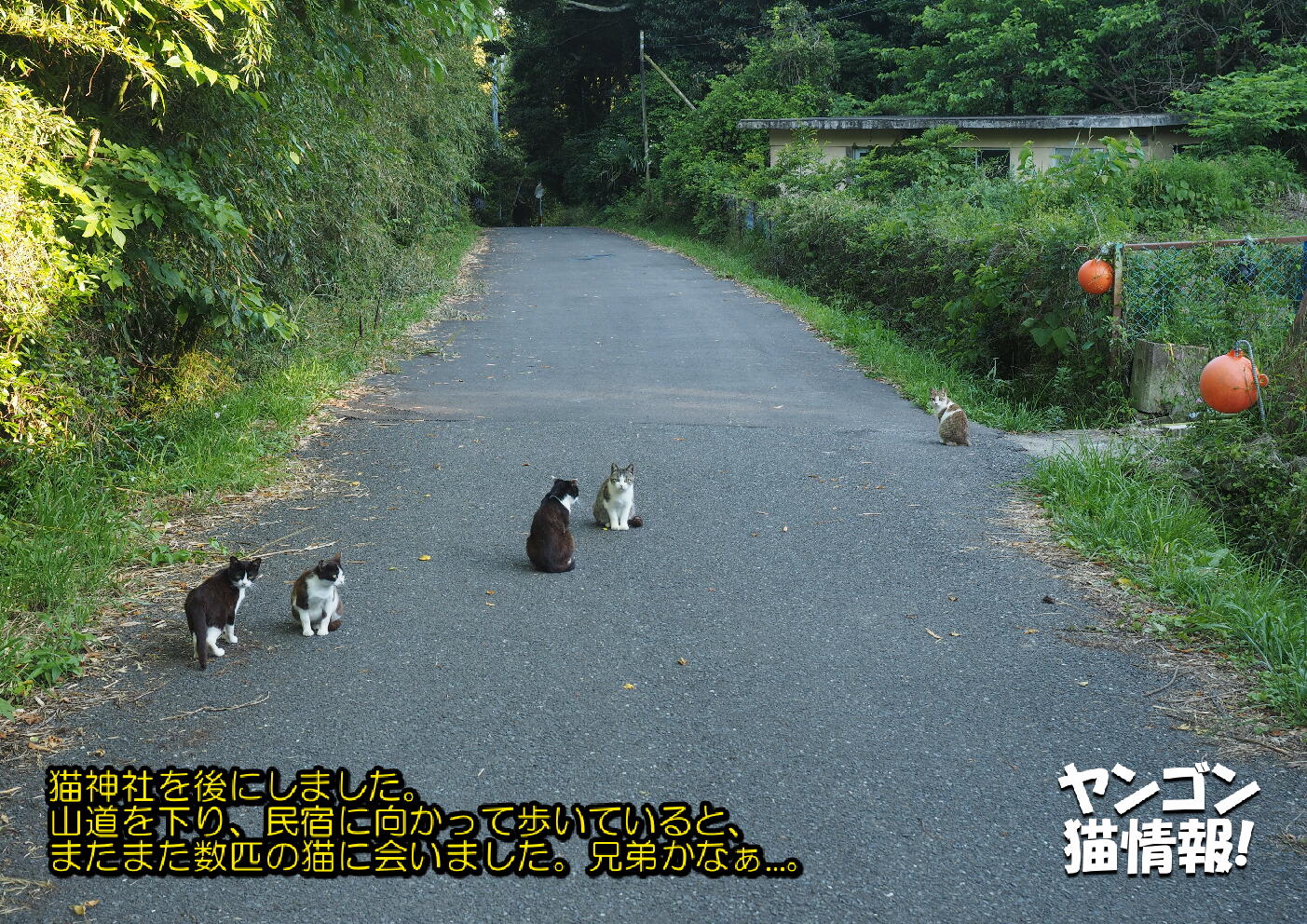 猫旅_第2回_宮城県田代島・網地島_ver2.0_028