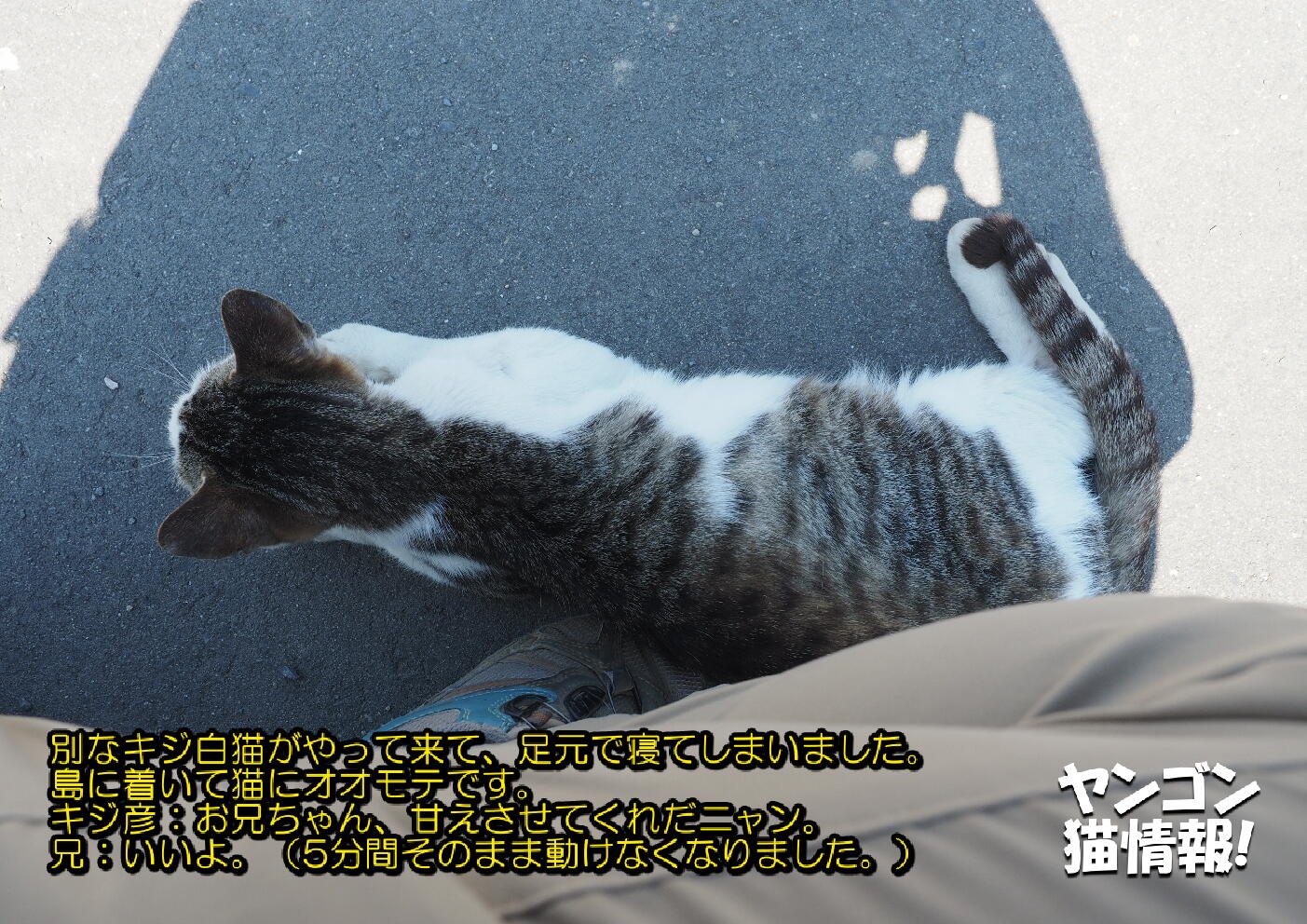 猫旅_第2回_宮城県田代島・網地島_ver2.0_005