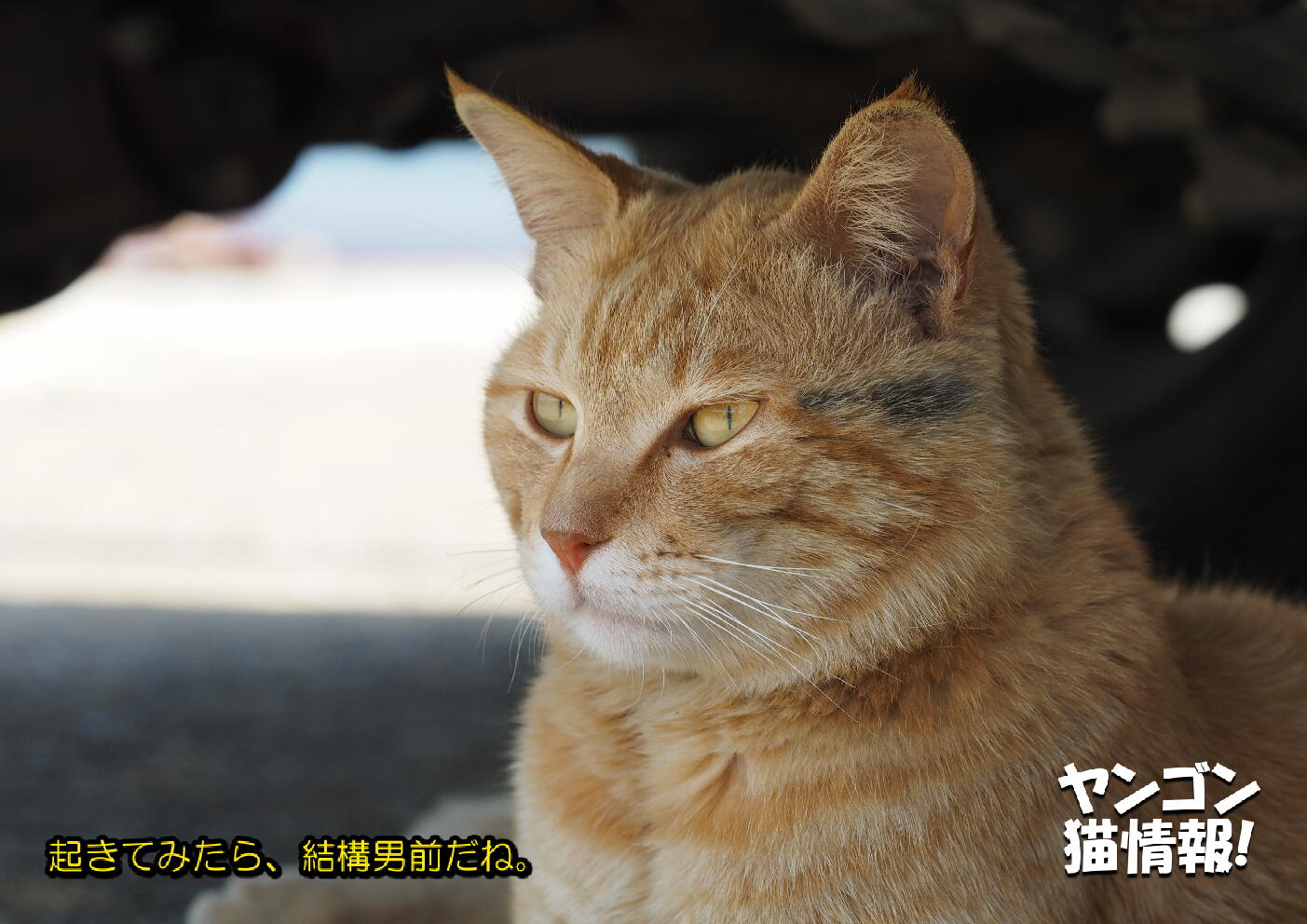 猫旅_第1回_福岡県相島_ver2.0_017