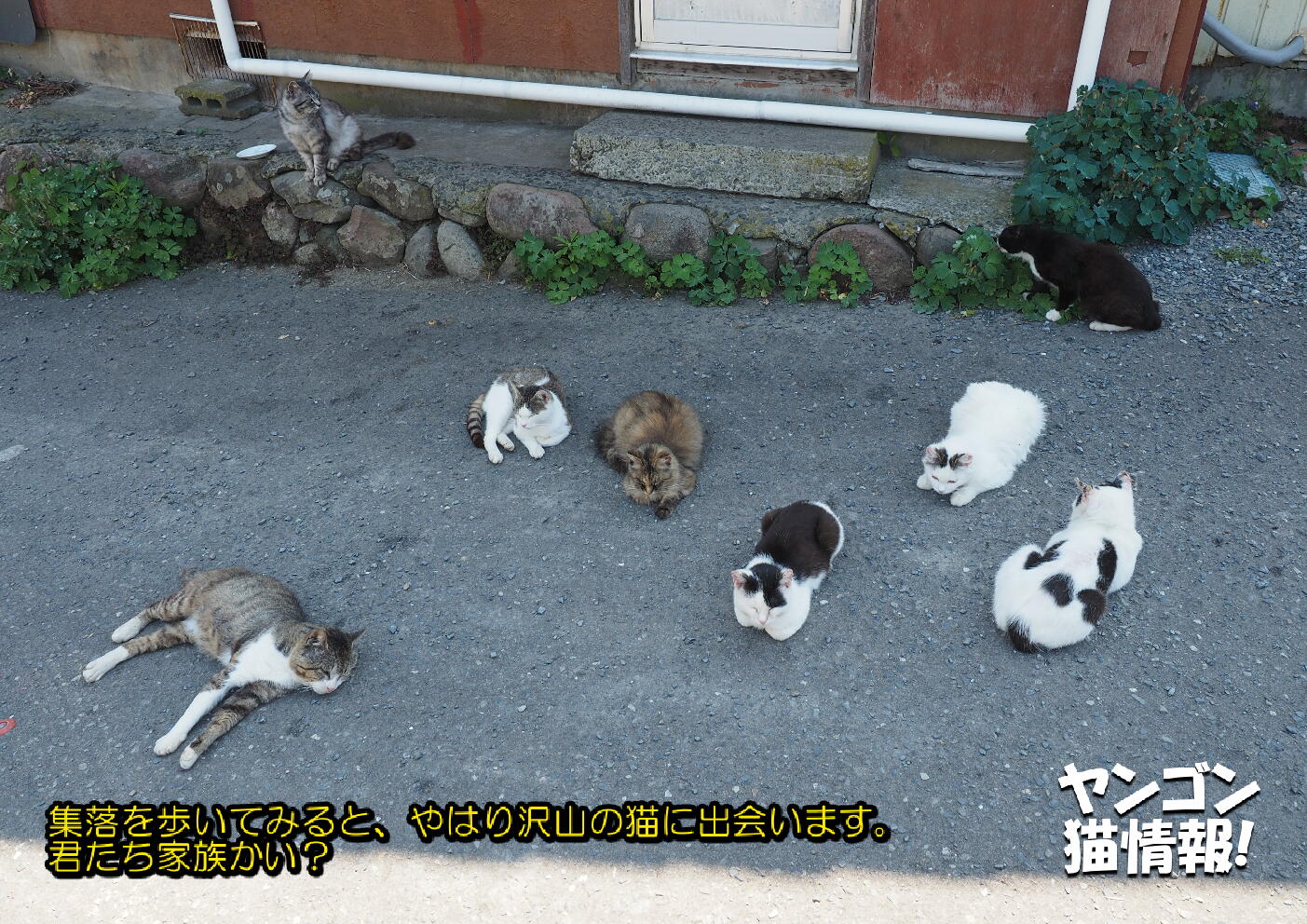 猫旅_第2回_宮城県田代島・網地島_ver2.0_006