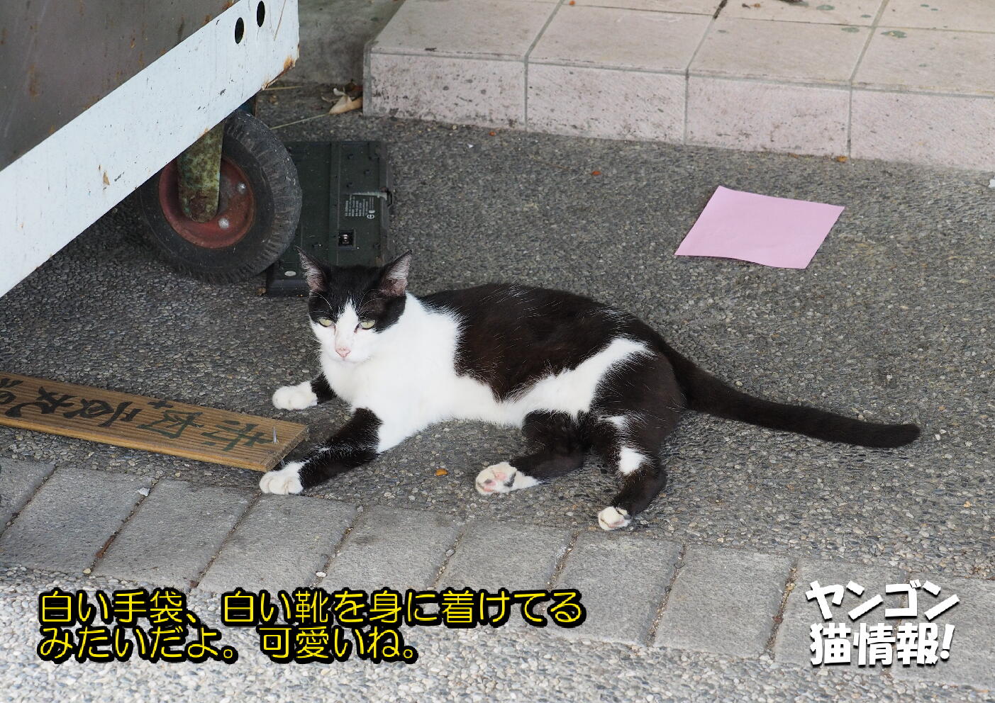 猫旅_第3回_台湾ホウトン猫村_030