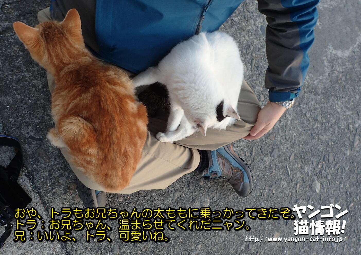 猫旅_第8回_熊本県湯島_020