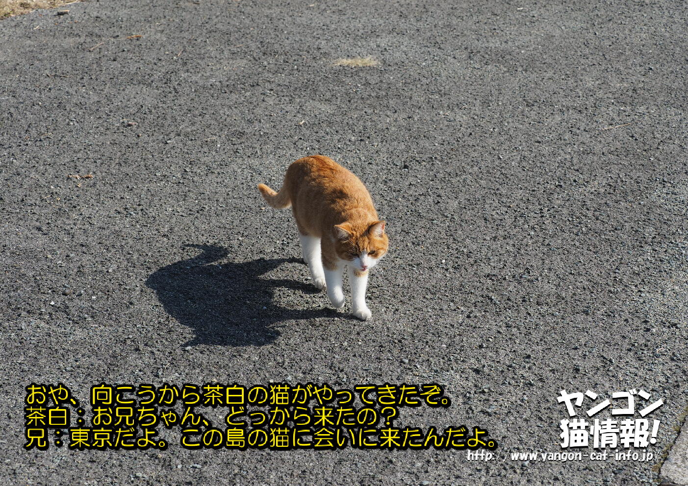 猫旅_第8回_熊本県湯島_038