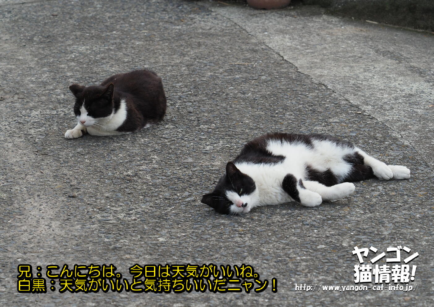 猫旅_第10回_鹿児島県竹島_029
