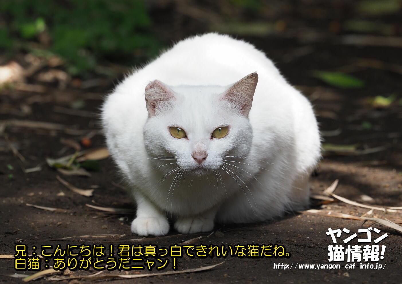 猫旅_第10回_鹿児島県竹島_033