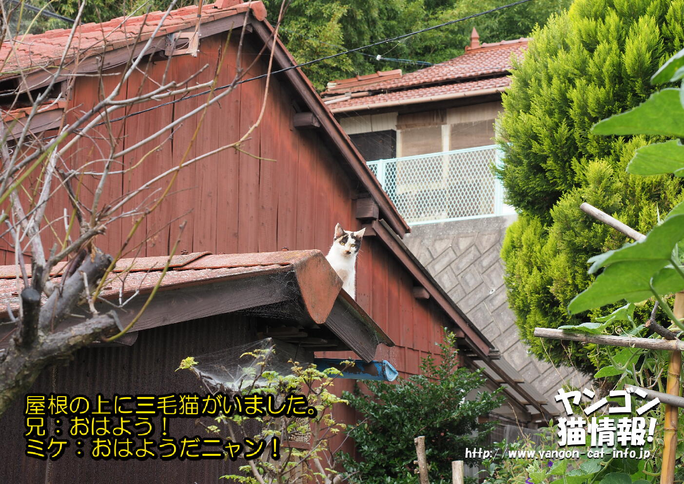猫旅_第11回_香川県本島・粟島_038
