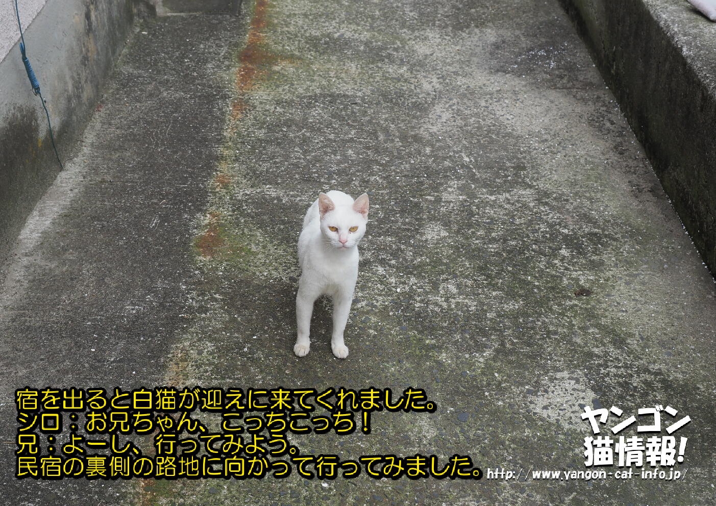 猫旅_第11回_香川県本島・粟島_037