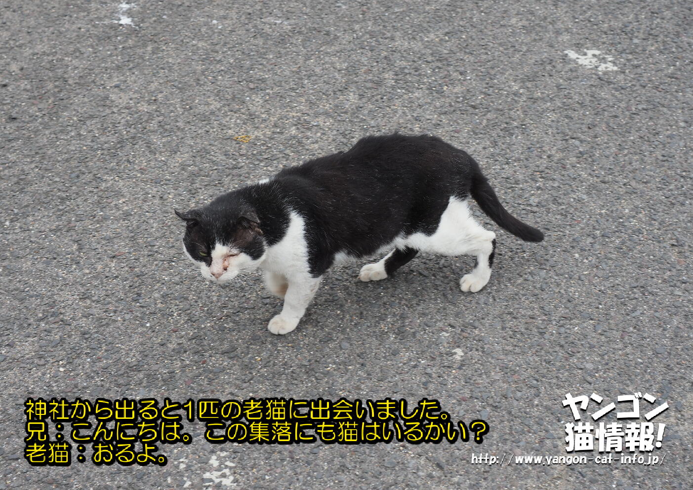 猫旅_第11回_香川県本島・粟島_045