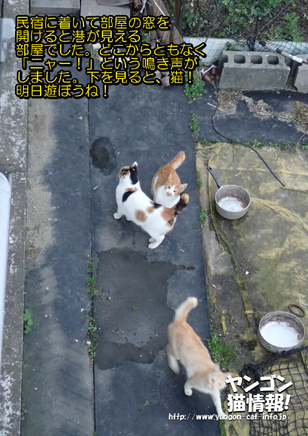 猫旅_第11回_香川県本島・粟島_033