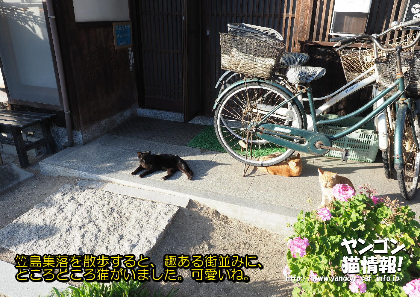 猫旅_第11回_香川県本島・粟島_025