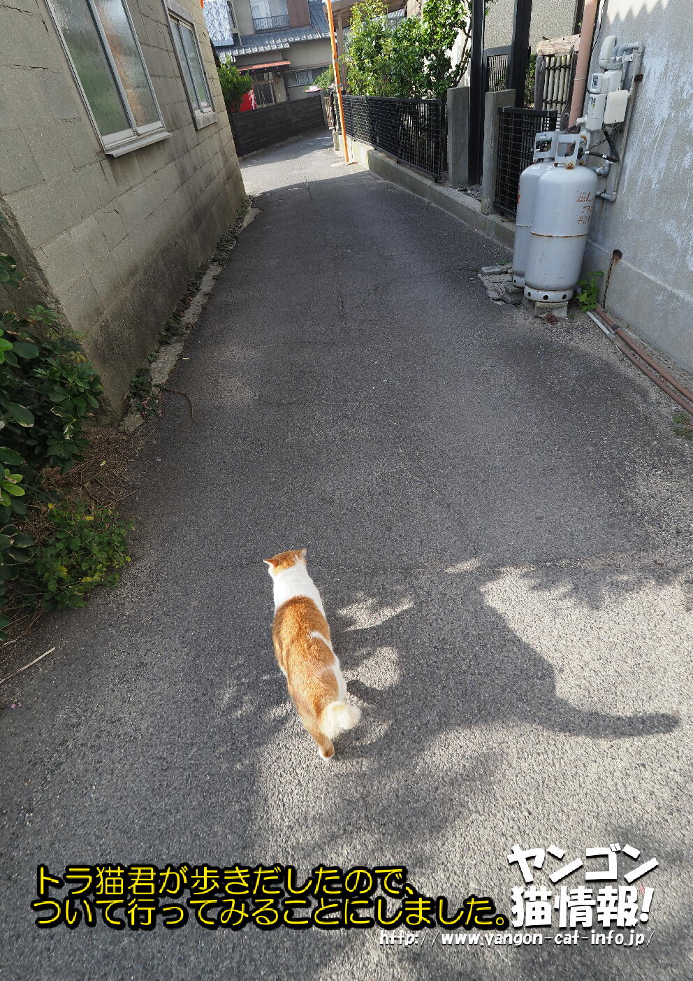 猫旅_第14回_香川県男木島_029