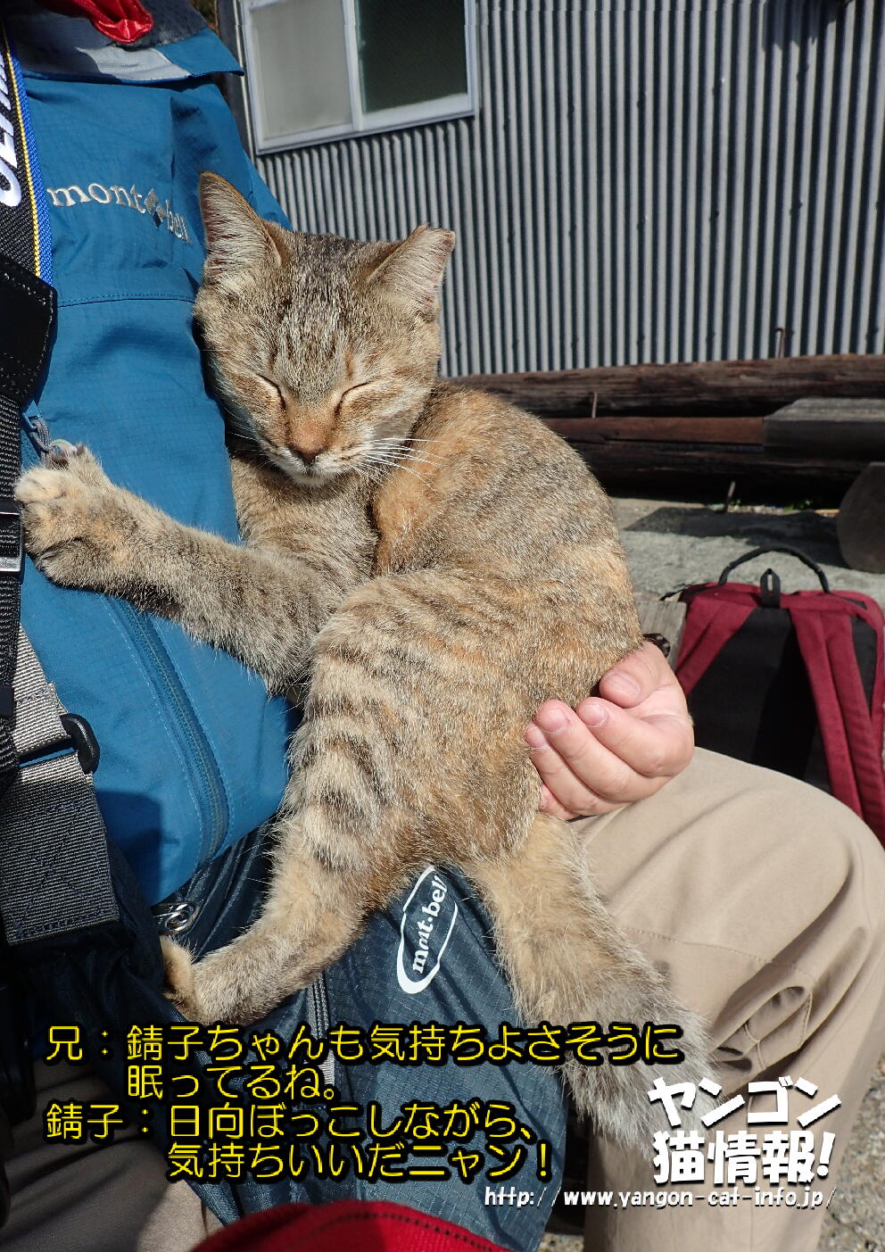 猫旅_第15回_愛媛県青島_022