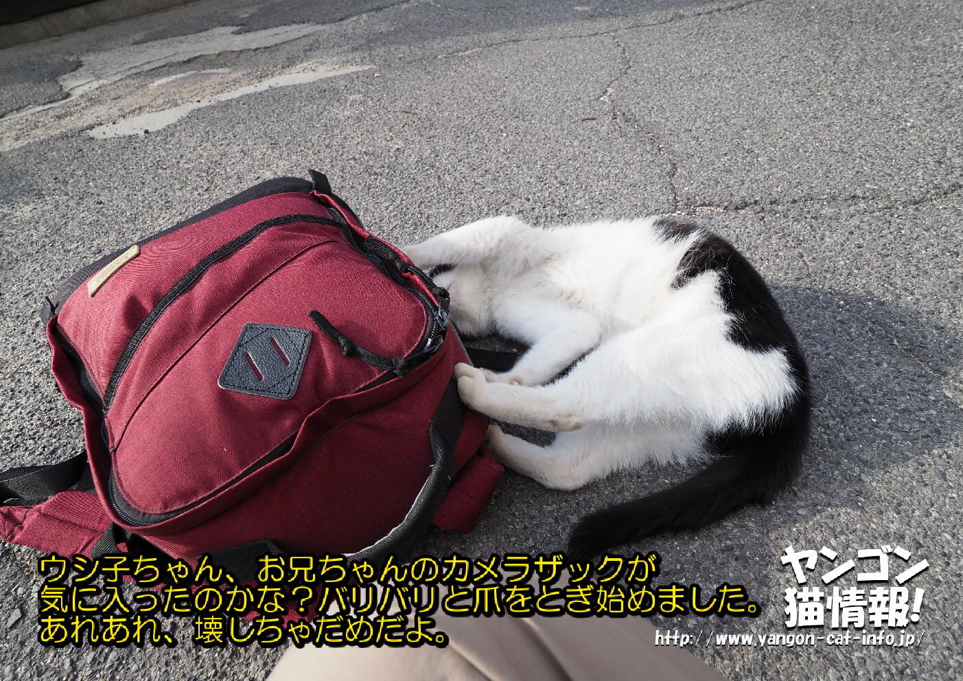 猫旅_第14回_香川県男木島_036