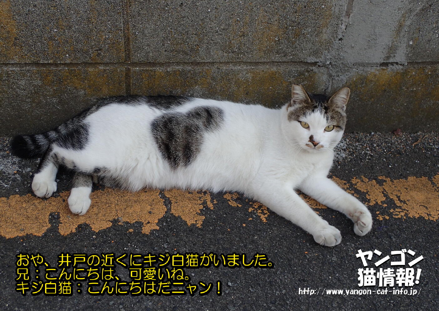 猫旅_第14回_香川県男木島_023