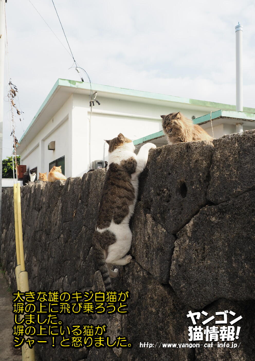 猫旅_第17回_沖縄県久高島_036