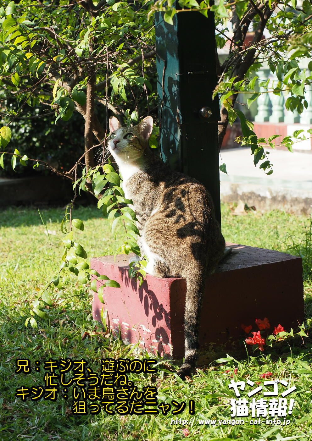 猫旅_第16回_ミャンマーヤンゴン_055