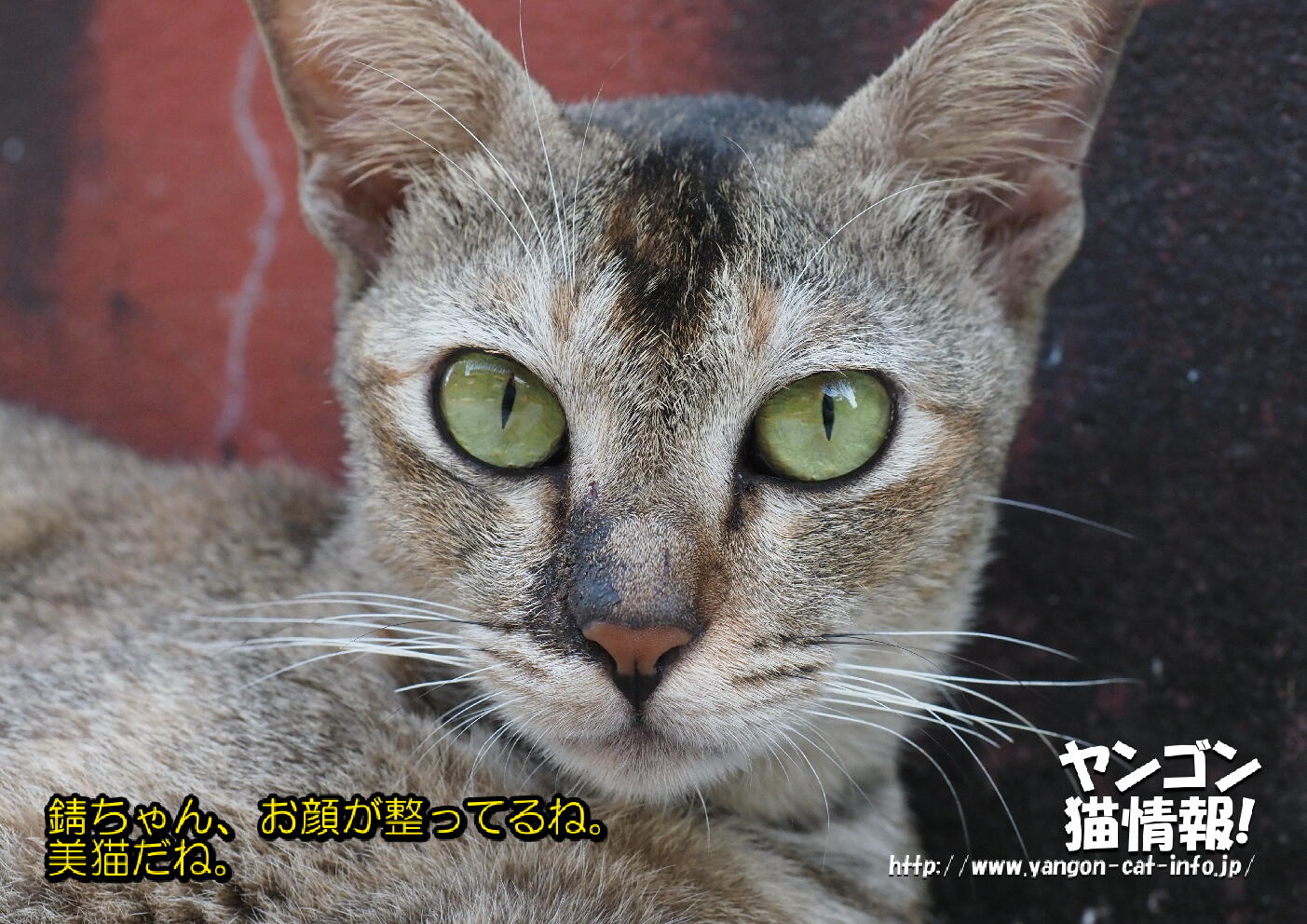 猫旅_第16回_ミャンマーヤンゴン_046